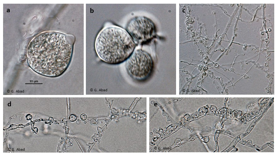 Phytophthora austrocedri (CPHST BL 5, ex-type) asexual phase (a-d):nbsp;sporangia semipapillate (a-b), persistent (a), caducous (b); typical hyphal swellings (c, e); photos by Gloria Abad, USDA-APHIS-PPQ